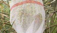 Date Mesh Bag