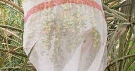 Date Mesh Bag