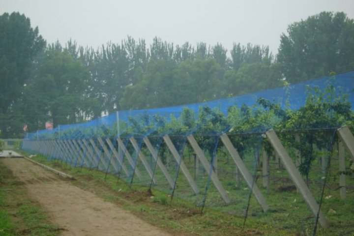 Kuş Tülü